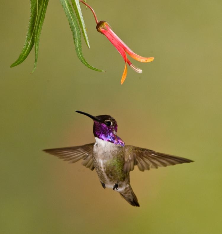Alpine Hummingbirds-8696 - UNTITLED ©2009 Dan Stevenson